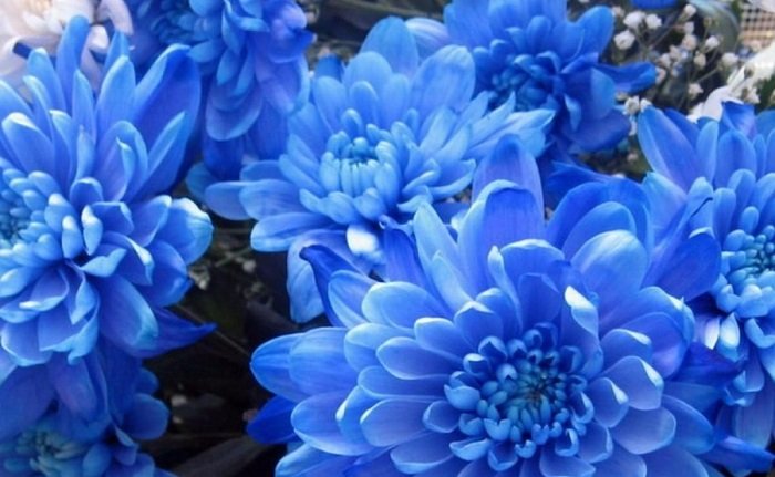 crisantemo blu